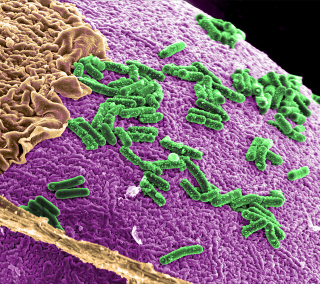 Illustration for article titled Scientists Discover A New Link Between The Brain And The Immune System